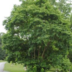 Location: Downingtown, Pennsylvania
Date: 2010-06-13
tree in cemetery