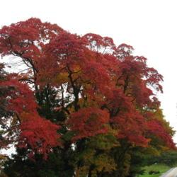 Location: near West Chester, Pennsylvania
Date: 2009-10-14
several trees in autumn color