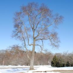 Location: Valley Forge Park near Norristown, PA
Date: 2014-01-30
full-grown tree in winter