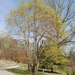 Location: Downingtown, Pennsylvania
Date: 2010-04-06
tree in yellow bloom