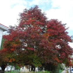 Location: Downingtown, Pennsylvania
Date: 2014-10-16
mature tree in red fall color