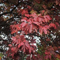 Location: Downingtown, Pennsylvania
Date: 2014-10-16
autumn leaves red