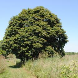 Location: Blinky Lee Land Preserve near Kimberton, PA
Date: 2015-08-15
mature tree in summer