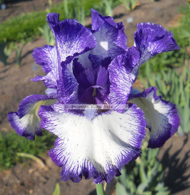 Photo of Tall Bearded Iris (Iris 'Liberty Classic') uploaded by TBMan