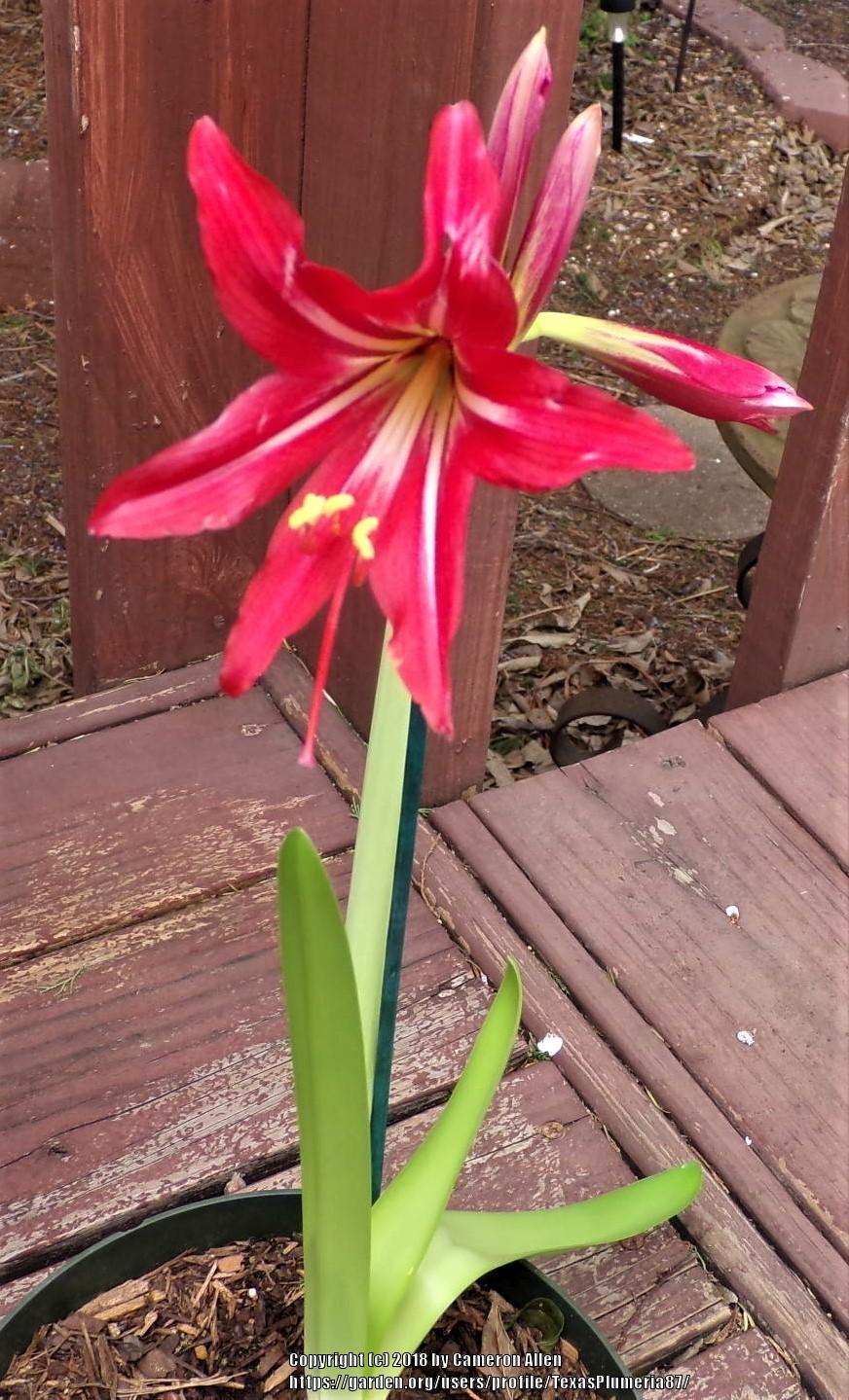 Photo of St. Joseph's Lily (Hippeastrum x johnsonii) uploaded by TexasPlumeria87