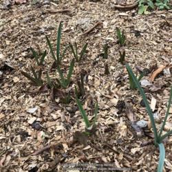 Location: Hamilton Square Garden, Historic City Cemetery, Sacramento CA.
Date: 2018-01-21
First year for these in the garden and expecting a great spring b