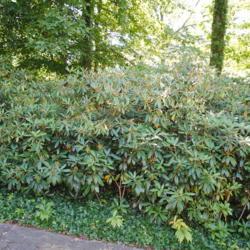 Location: at Winterthur Gardens in northern Delaware
Date: 2011-08-12
shrub group along walkway