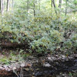 Location: near Mount Pocono, Pennsylvania
Date: 2016-09-21
wild shrubs near creek