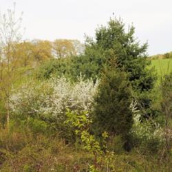 Location: northern Delaware
Date: 2015-05-01
maturing shrubs in white bloom