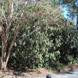 Location: Tyler Arboretum in southeast PA near Media
Date: 2010-03-16
group of shrubs
