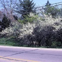 Location: Aurora, Illinois
Date: April in 1980's
shrubs in white bloom