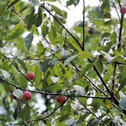 Location: Jenkins Arboretum in Berwyn, Pennsylvania
Date: 2017-08-13
some plums among upper branches