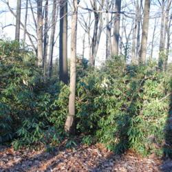 Location: Tyler Arboretum in southeast PA near Media
Date: 2011-12-18
shrub mass