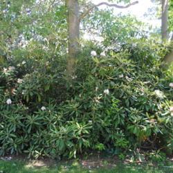 Location: at Winterthur Gardens in northern Delaware
Date: 2014-07-06
mass of shrubs