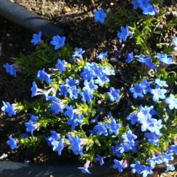 Location: Nora's Garden - Castlegar, B.C.
Date: 2016-05-08
Long blooming - a rich and vibrant blue.
