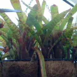 Location: greenhouse
Date: 2018-01-22
Showing winter color and clumping habit...