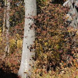 Location: Jenkins Arboretum in Berwyn, Pennsylvania
Date: 2014-10-26
shrub in autumn