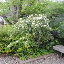Location: Ambler Arboretum in Ambler, PA
Date: 2017-06-14
shrub in bloom
