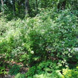 Location: Jenkins Arboretum in Berwyn, Pennsylvania
Date: 2012-06-10
shrub in woods