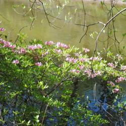Location: near Downingtown, Pennsylvania
Date: 2010-04-24
shrub in bloom above Brandywine Creek