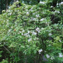 Location: Ambler Arboretum in Ambler, PA
Date: 2014-06-22
shrub in summer in bloom