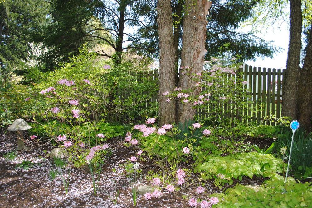 Photo of Pinxterbloom Azalea (Rhododendron periclymenoides) uploaded by ILPARW