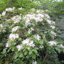 Location: Ambler Arboretum in Ambler, PA
Date: 2017-06-14
white flowers and foliage