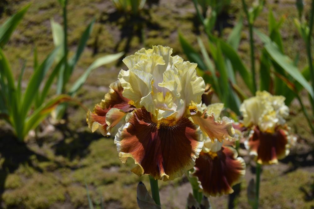 Photo of Tall Bearded Iris (Iris 'Seasons in the Sun') uploaded by KentPfeiffer