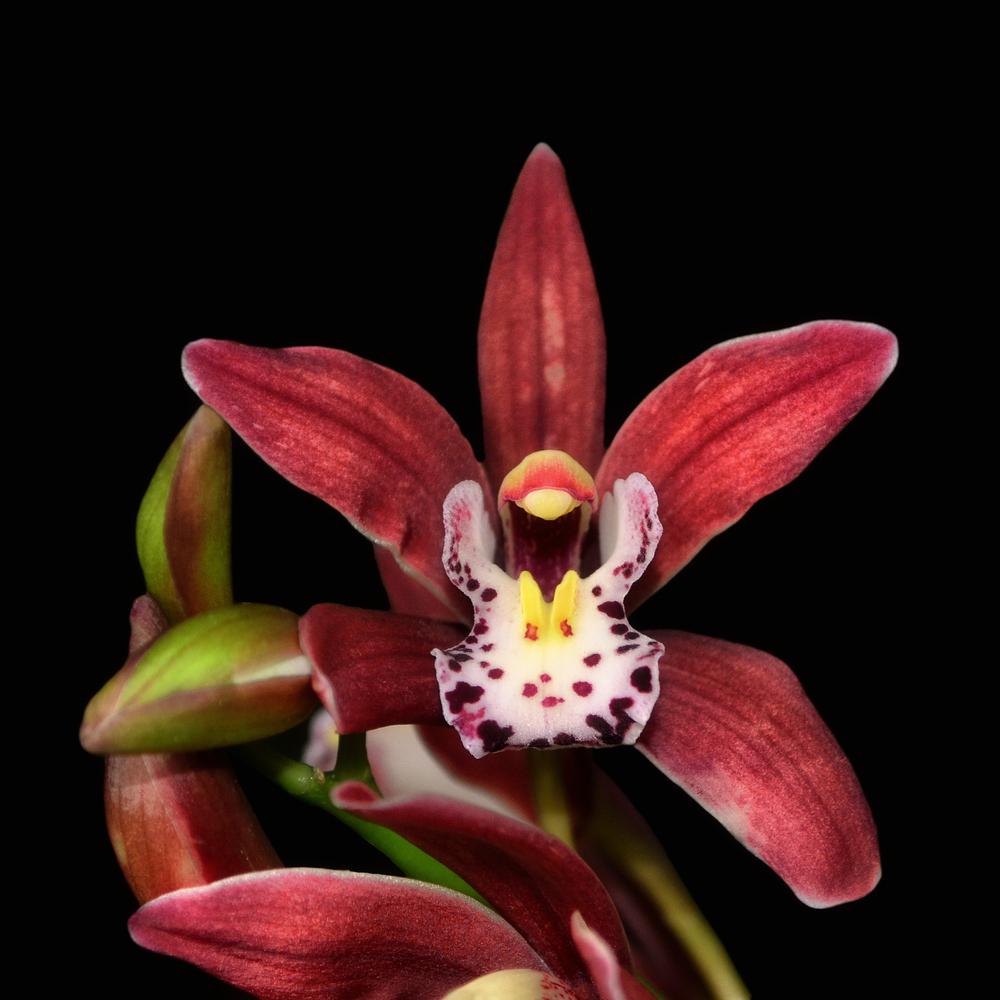Photo of Orchid (Cymbidium) uploaded by dawiz1753
