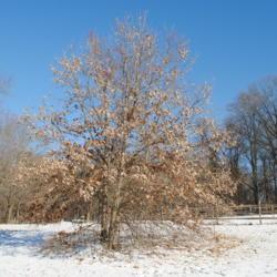 Location: Marsh Creek Lake Park in southeast PA
Date: 2018-01-18
maturing tree in winter