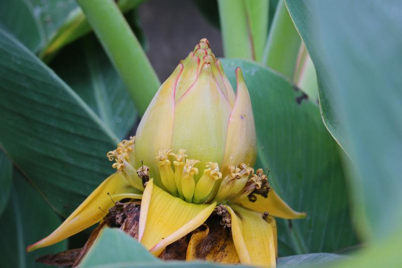 Photo of Golden Lotus Banana (Musella lasiocarpa) uploaded by RuuddeBlock
