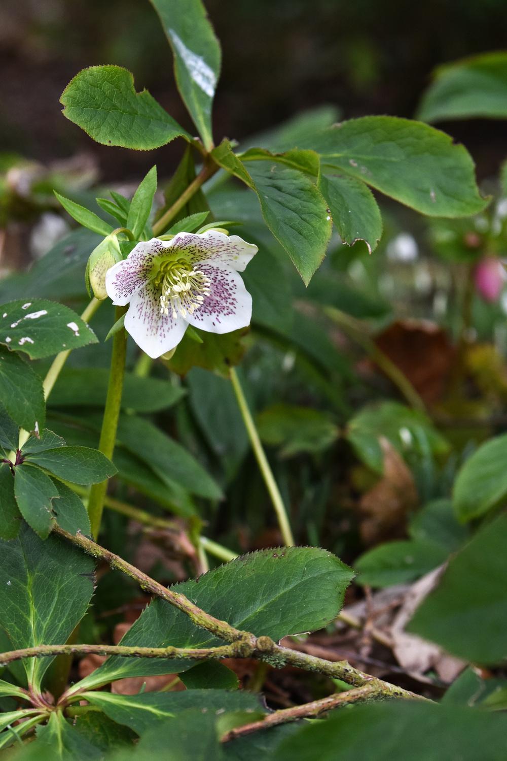 Photo of Hellebores (Helleborus) uploaded by cliftoncat