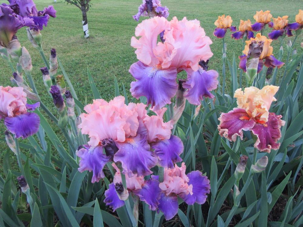 Photo of Tall Bearded Iris (Iris 'Florentine Silk') uploaded by tveguy3