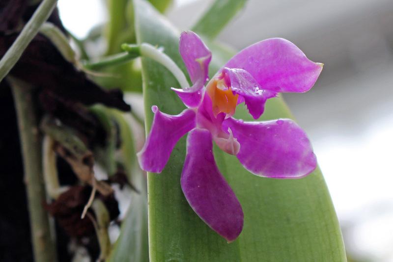 Photo of Orchid (Phalaenopsis lueddemanniana) uploaded by RuuddeBlock