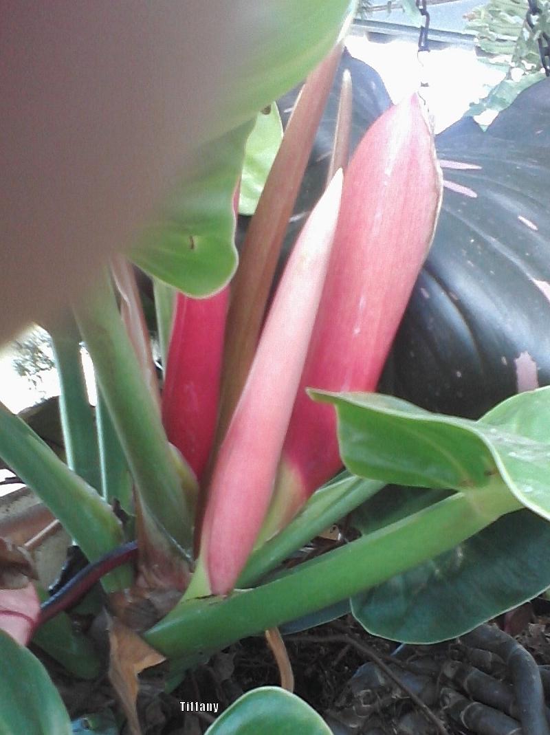 Photo of Philodendrons (Philodendron) uploaded by purpleinopp