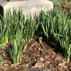Location: Hamilton Square Garden, Historic City Cemetery, Sacramento CA.
Date: 2018-01-27
Will bloom first week of February and right on time.