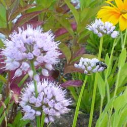 Location: Nora's Garden - Castlegar, B.C.
Date: 2017-07-23
Another interesting Allium for the flower bed.