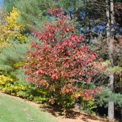 Location: Jenkins Arboretum in Berwyn, Pennsylvania
Date: 2014-10-26
red autumn color of tree