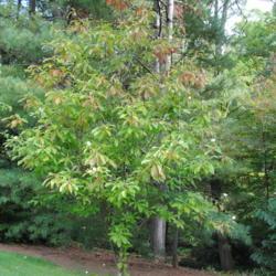 Location: Jenkins Arboretum in Berwyn, Pennsylvania
Date: 2014-09-29
tree with touch of fall color