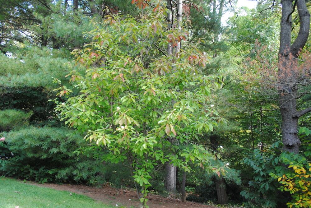 Photo of Franklin Tree (Franklinia alatamaha) uploaded by ILPARW