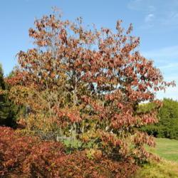 Location: Tyler Arboretum in southeast PA near Media
Date: 2010-10-28
tree mostly of fall color