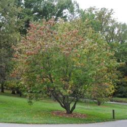 Location: Longwood Gardens in southeast Pennsylvania
Date: 2014-10-03
full-grown tree with touch of fall color