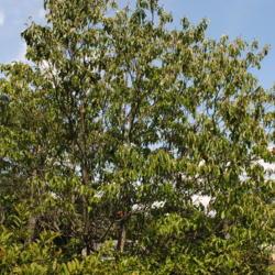 Location: Tyler Arboretum in southeast PA near Media
Date: 2011-08-24
tree in summer