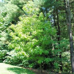 Location: Jenkins Arboretum in Berwyn, Pennsylvania
Date: 2016-08-07
tree in summer