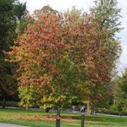 Location: Longwood Gardens in southeast Pennsylvania
Date: 2014-10-03
tree with touch of fall color
