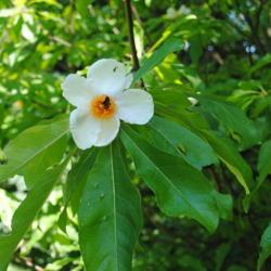 Location: Jenkins Arboretum in Berwyn, Pennsylvania
Date: 2016-08-07
single white flower with bee