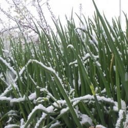 Location: Garfield, WA
Date: 2007-01-07
Egyptian Walking Onion plants in the snow. A very cold hardy pere