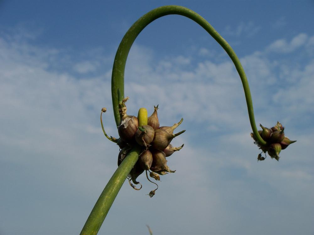 Photo of Egyptian Walking Onion (Allium x proliferum) uploaded by Cakeholemoon