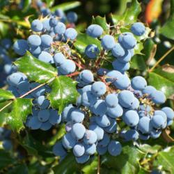 Location: Garfield, WA
Date: 2008-08-10
Tall Oregon Grape - beautiful blue berries!