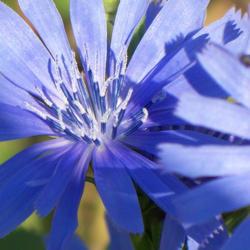 Location: Garfield, WA
Date: 2007-01-06
Wild Chicory closeup petals and anthers.
